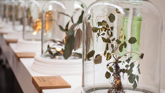 Odoo • Imagen y texto